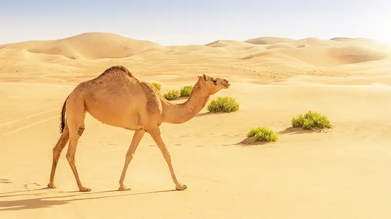 خواص گوشت شتر و نحوه پخت آن 1 خواص گوشت شتر