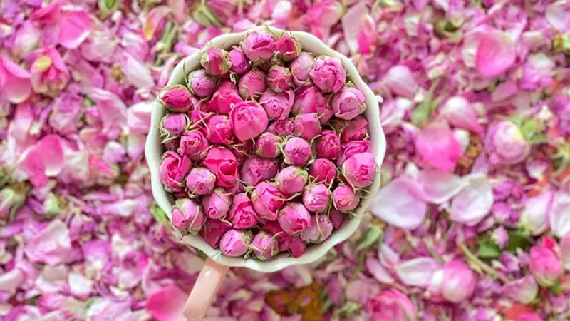 معرفی کامل سوغات کاشان؛ از گل محمدی تا فرش کاشان 3 غنچه گل محمدی سوغات کاشان