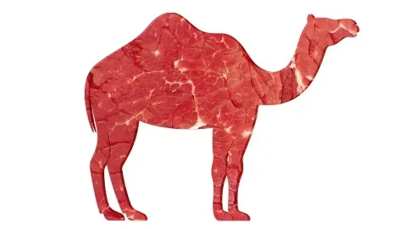خواص گوشت شتر و نحوه پخت آن 4 طبع گوشت شتر