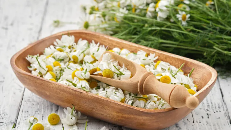 10 تا از خواص درمانی بابونه که نمیدانید! 1 بابونه