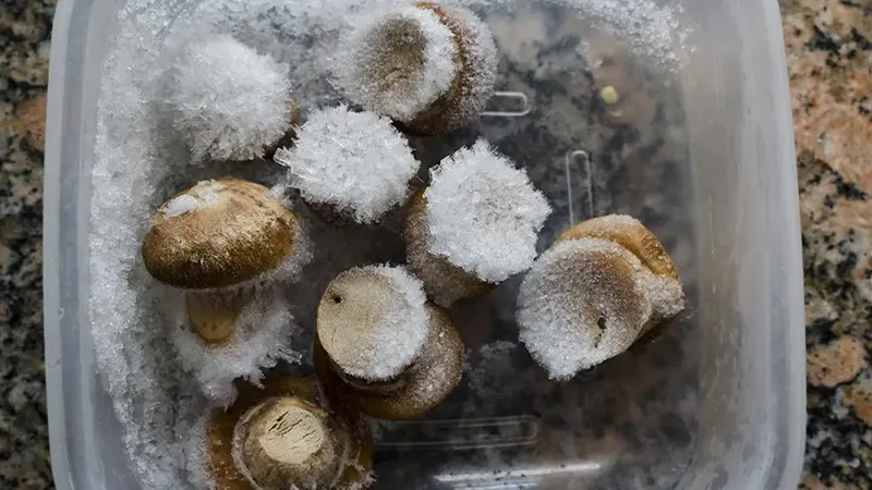 4 روش خانگی فریز کردن قارچ 1 مراحل آمادهسازی برای فریز کردن قارچ